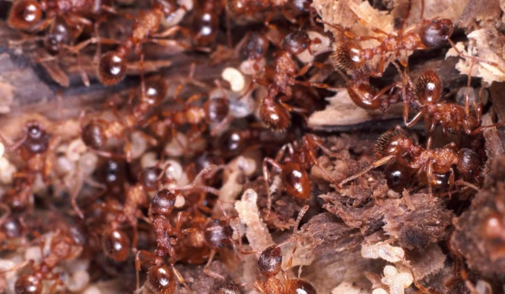 3 Best Ways To Kill Fire Ants Naturally Without Pesticides
