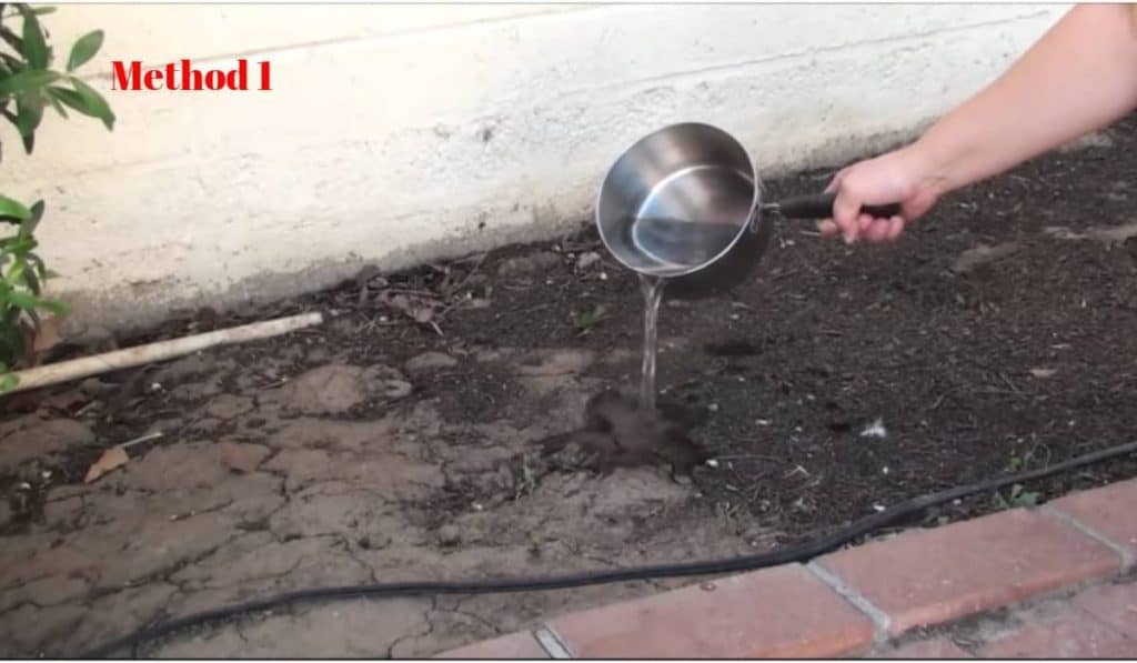 How To Get Rid Of Ants Without Pesticides (How To Kill Ants)