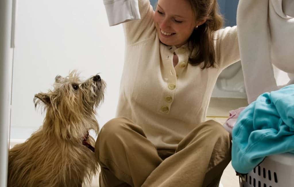 3 Easy Steps To Get Rid Of Fleas Quickly DIY Pest Control Guide