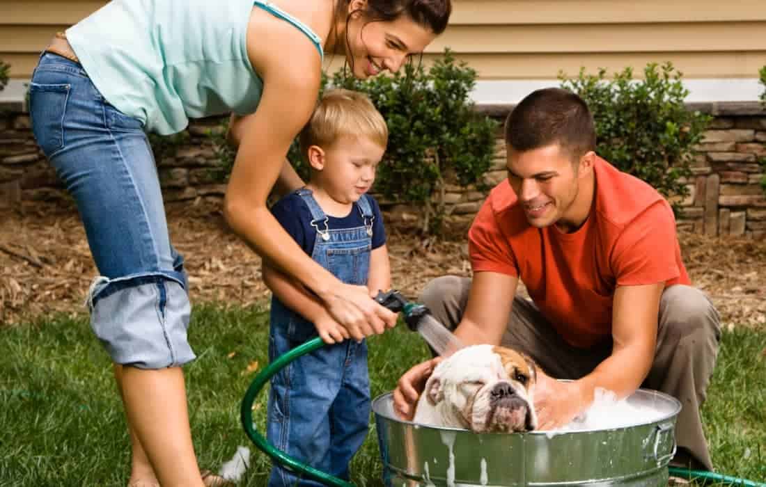 pet flea bath to get rid of fleas