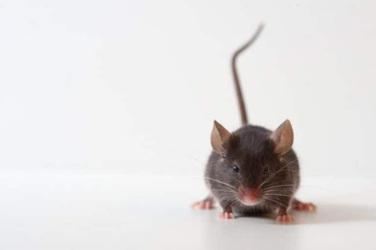 Do Cats Kill Rats? (The Truth Will Surprise You) DIY Pest Control Guide