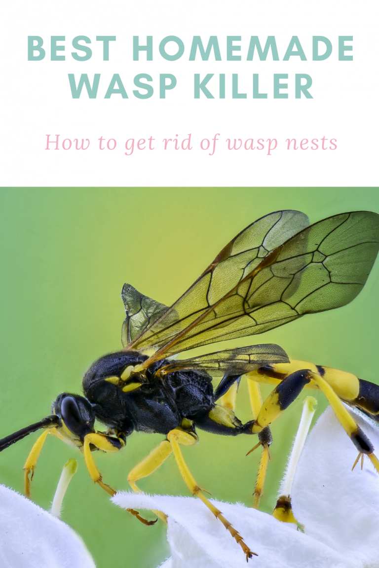Best Homemade Wasp Killer [Updated in 2020] DIY Pest Control Guide