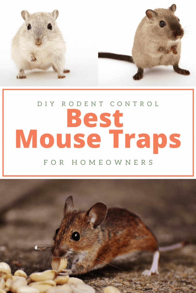 Best Mouse Traps To Kill or Catch and Release Mice