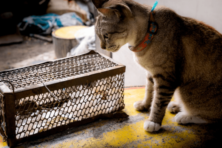 6 Fastest Ways to Get Rid of a Mice Infestation and Keep Them Out